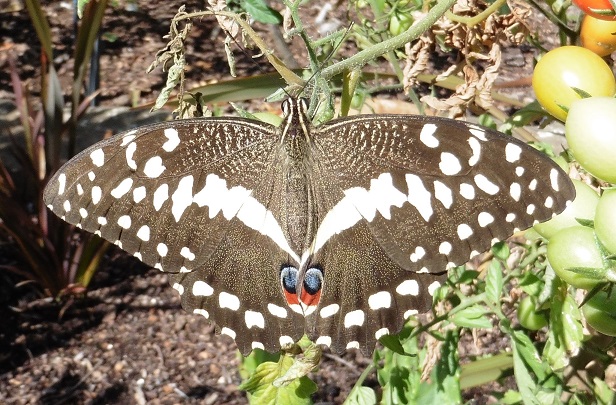 Farfalla dal Sudafrica:  Papilio demodocus (Papilionidae)